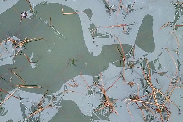 特写：百年舞火龙展现香港中秋浪漫截图3